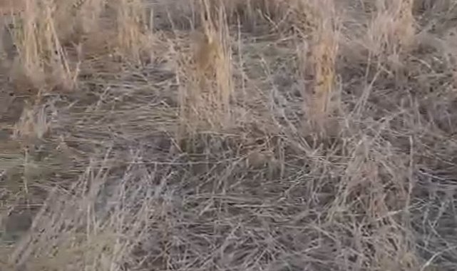 Elazığ'da araziler yaban domuzlarının istilasına uğradı