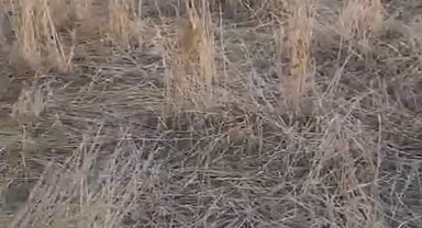 Elazığ'da araziler yaban domuzlarının istilasına uğradı