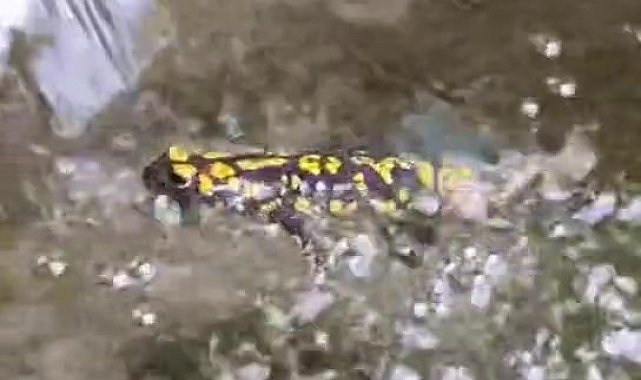 Elazığ'da benekli semender görüntülendi