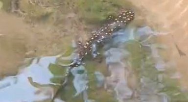 Elazığ'da benekli semender görüntülendi