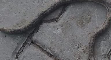 Elazığ'da çift başlı yılan tedirgin etti