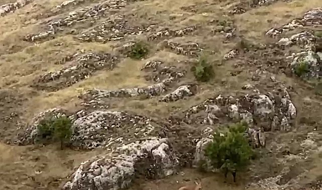 Elazığ'da dağ keçileri sürü halinde görüntülendi