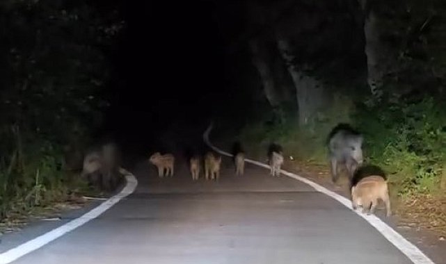 Elazığ'da domuz sürüsü yola indi