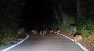 Elazığ'da domuz sürüsü yola indi