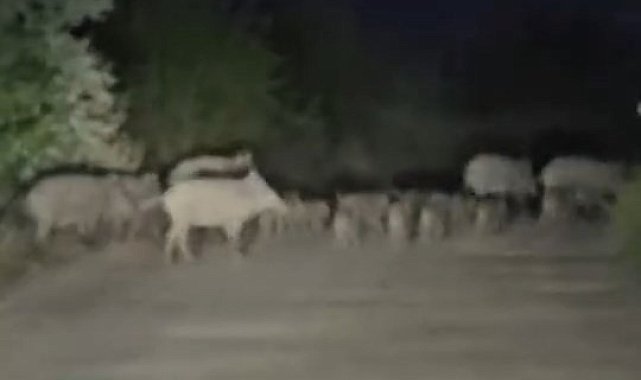 Elazığ'da domuz sürüsü yola indi