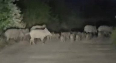 Elazığ'da domuz sürüsü yola indi