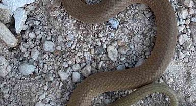 Elazığ'da endemik tür olan 'kırbaç yılanı' görüldü