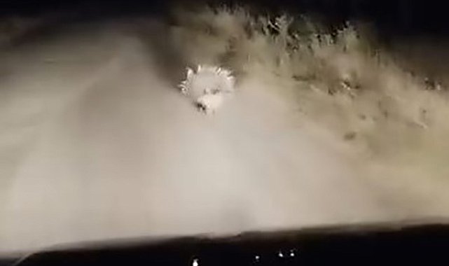 Elazığ'da nesli tükenme tehlikesi altında olan oklu kirpi görüntülendi