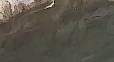 Elazığ'da yılanın balık avı kamerada