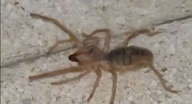 Elazığ'da zehirli etçil sarı kız örümceği görüntülendi