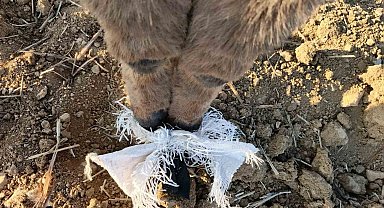 Elmadağ'da bir çoban kafasında çuval bulunan eşeği kurtardı