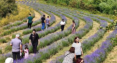Emekli öğretmenin kurduğu lavanta bahçesi dünyanın dört bir yanından misafirlerini ağırlıyor