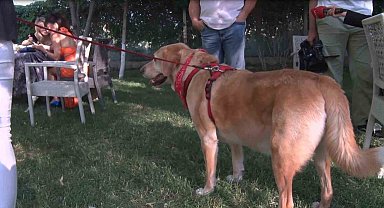 Engelli patiler podyumda boy gösteri