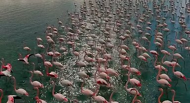 Erçek Gölü narin misafirleri flamingoları ağırlamaya devam ediyor