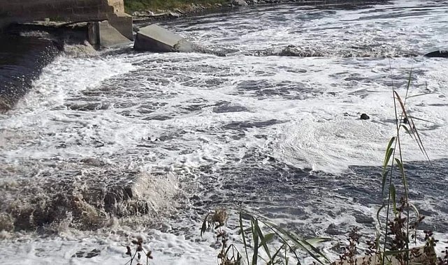 Ergene Nehri'ndeki kirlilik çevre felaketine dönüştü