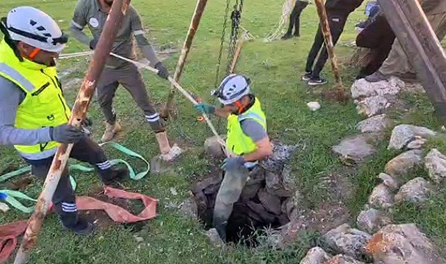 Eruh'ta kuyuya düşen dana kurtarıldı