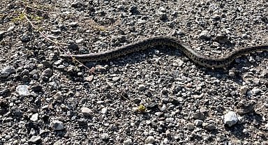 Erzincan'da Boa Yılanı görüntülendi
