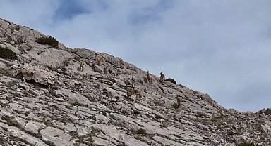 Erzincan'da dağ keçileri havadan görüntülendi