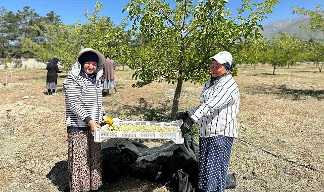Erzincan'da dut hasadına başlandı