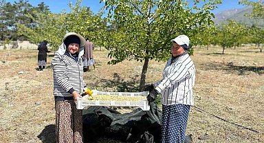 Erzincan'da dut hasadına başlandı