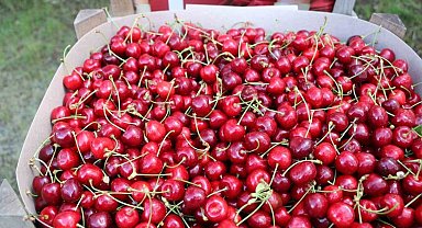 Erzincan'da kiraz bahçelerinde hasat başladı