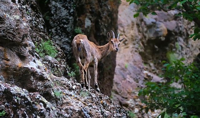 Erzincan'da yaban keçileri havadan görüntülendi