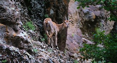 Erzincan'da yaban keçileri havadan görüntülendi