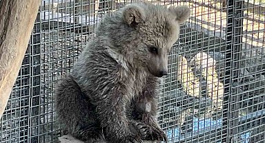Erzurum'da yaralı bulunan yavru boz ayı, Sakarya'da doğal yaşamına hazırlanıyor