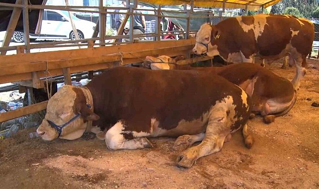 Esenyurt'ta bayramın 2'nci gününde kurbanlıklar büyük oranda satıldı