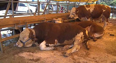 Esenyurt'ta bayramın 2'nci gününde kurbanlıklar büyük oranda satıldı