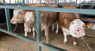 Eskişehir Hayvan Pazarı'nın 750 kiloluk düveleri