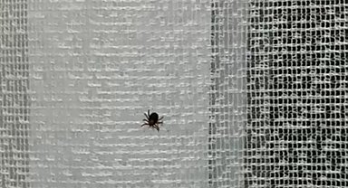 Eskişehir'de kene paniği hastanede bitti