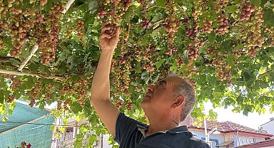 Ev önündeki asmadan mahalleye üzüm ikramı