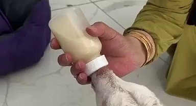 Evcil hayvan otelinin sıra dışı misafiri: Biberonla beslenip kucakta uyudu