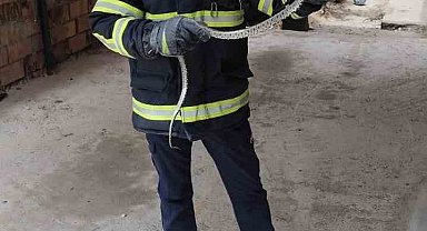 Eve giren yılan itfaiyeyi seferber etti.