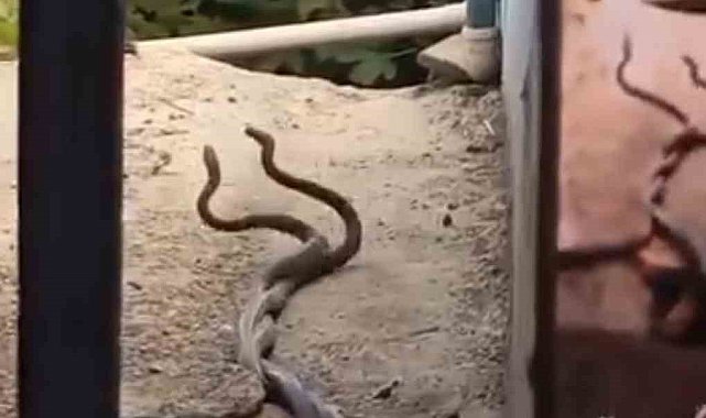 Evin içinden çıkan 2 metrelik yılanlar paniğe neden oldu