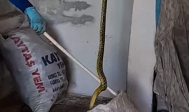Evinde yakaladığı 2 metrelik yılanı zarar vermeden alıp doğaya bıraktı