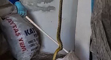 Evinde yakaladığı 2 metrelik yılanı zarar vermeden alıp doğaya bıraktı