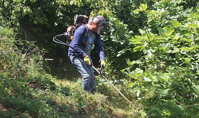 Fındık bahçelerinde 'yüksek verim' için temizlik çalışmaları başladı