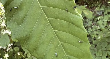 Gal arısıyla mücadele edecekler