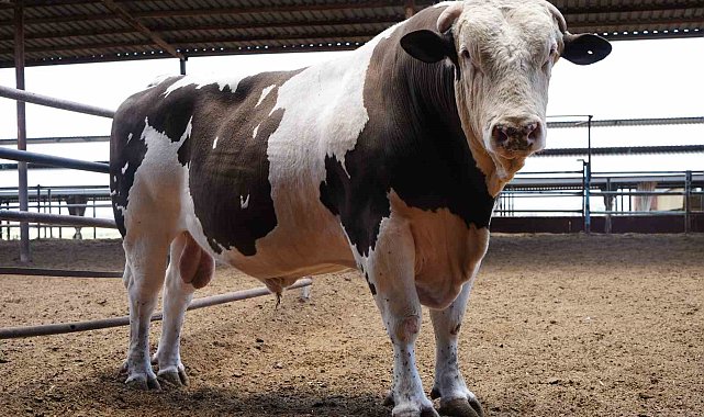 Gaziantep'te 1 ton 600 kiloluk dana fiyatıyla dudak uçuklatıyor