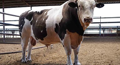 Gaziantep'te 1 ton 600 kiloluk dana fiyatıyla dudak uçuklatıyor