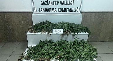 Gaziantep'te 403 kök kenevir ele geçirildi: 14 gözaltı