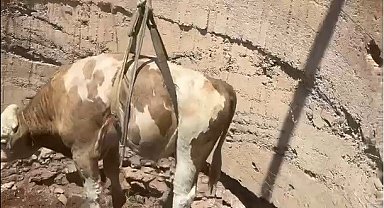 Gaziantep'te çukura düşen görme engelli dana kurtarıldı