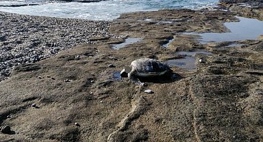 Gazipaşa'da caretta başı kesilmiş halde bulundu