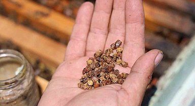 Geçmişte çöpe gidiyordu, şimdi kilosu 3 bin TL'den satılıyor