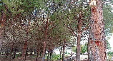 Gediz MYO Kampüsüne kuş yuvaları yerleştirildi