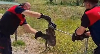 Gediz'de yılan ve kene alarmı