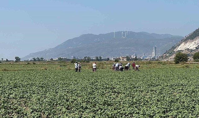 Germencik'in pamuklarında zararlılar kontrol altında