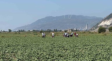 Germencik'in pamuklarında zararlılar kontrol altında